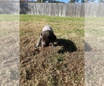 Small Photo #27 German Shorthaired Pointer Puppy For Sale in ELIZABETH CITY, NC, USA
