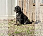 Small Photo #2 Miniature Bernedoodle Puppy For Sale in Valrico, FL, USA