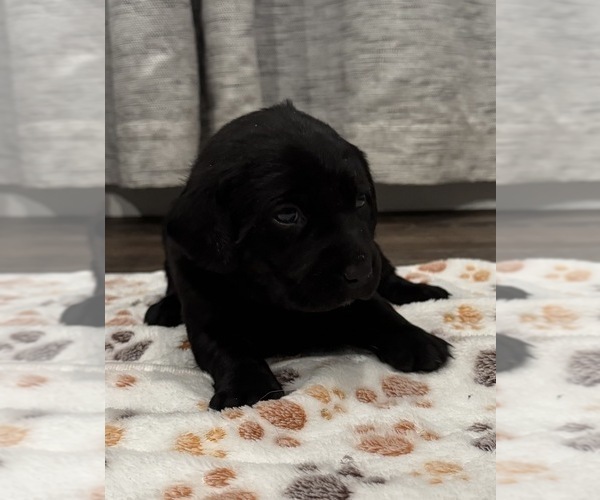 Medium Photo #13 Labrador Retriever Puppy For Sale in BILLINGS, MT, USA
