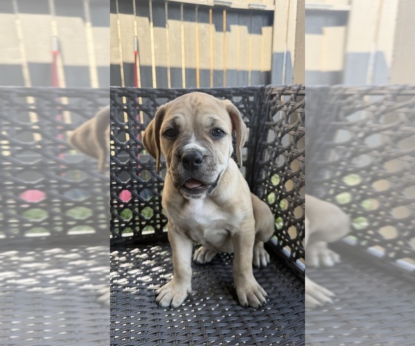 Medium Photo #21 Cane Corso-Mastiff Mix Puppy For Sale in NEW CANEY, TX, USA