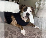 Small #2 American Pit Bull Terrier Mix