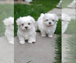 Small Maltese