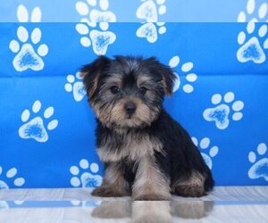 Yorkshire Terrier Puppy for sale in MARIETTA, GA, USA