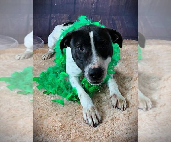 Medium Photo #10 Labrador Retriever-Unknown Mix Puppy For Sale in Lockport, NY, USA