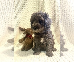 Poodle (Miniature) Puppy for sale in FREDERICKSBURG, OH, USA