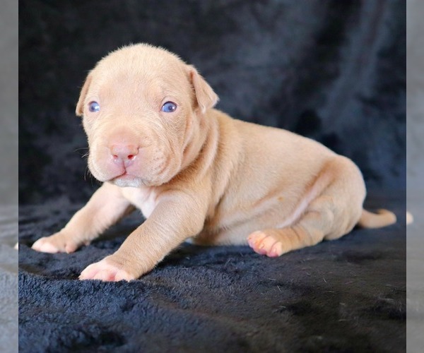 Medium Photo #6 American Bully Puppy For Sale in PALMDALE, CA, USA