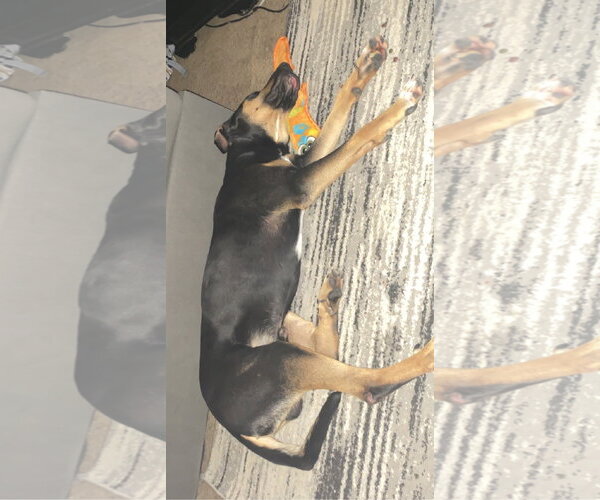Medium Photo #8 Beauceron-Unknown Mix Puppy For Sale in Orange Grove, TX, USA