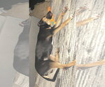 Small #7 Beauceron Mix