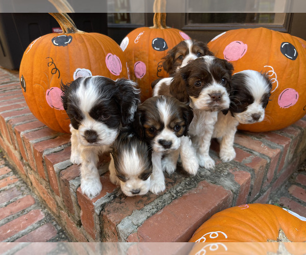Medium Photo #1 Cocker Spaniel Puppy For Sale in MONTICELLO, FL, USA