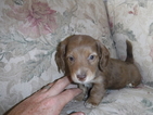 Small Photo #1 Dachshund Puppy For Sale in DELTA, CO, USA