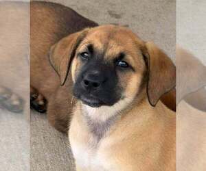 Bluetick Coonhound Dogs for adoption in Bolivar, MO, USA