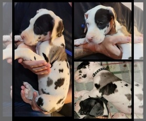Great Dane Puppy for sale in SAN ANTONIO, TX, USA