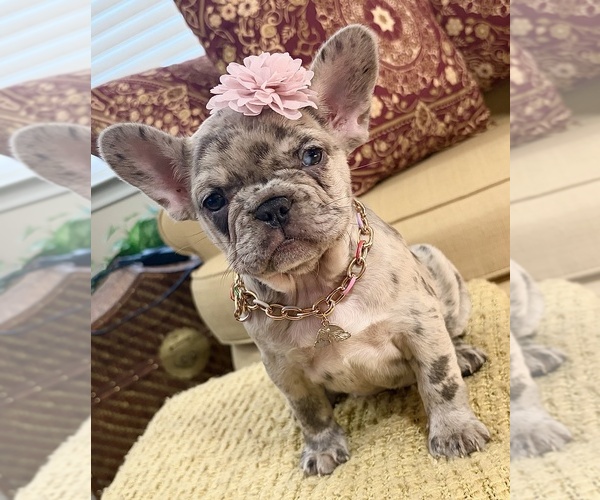 Medium Photo #1 French Bulldog Puppy For Sale in SNELLVILLE, GA, USA