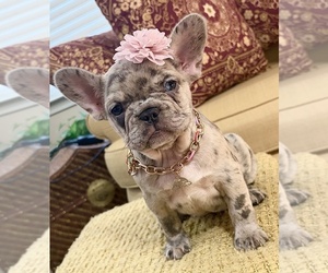 French Bulldog Puppy for sale in SNELLVILLE, GA, USA