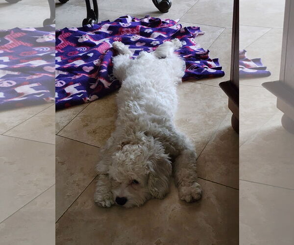 Medium Photo #2 Maltese-Unknown Mix Puppy For Sale in Escondido, CA, USA