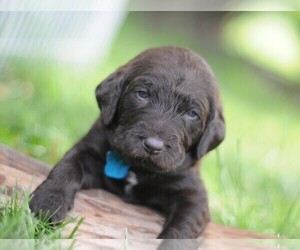 Double Doodle Puppy for sale in ROCKFORD, IL, USA