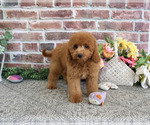 Chanel - Female Cavapoo (Miniature) Puppy for Sale - Photo #10