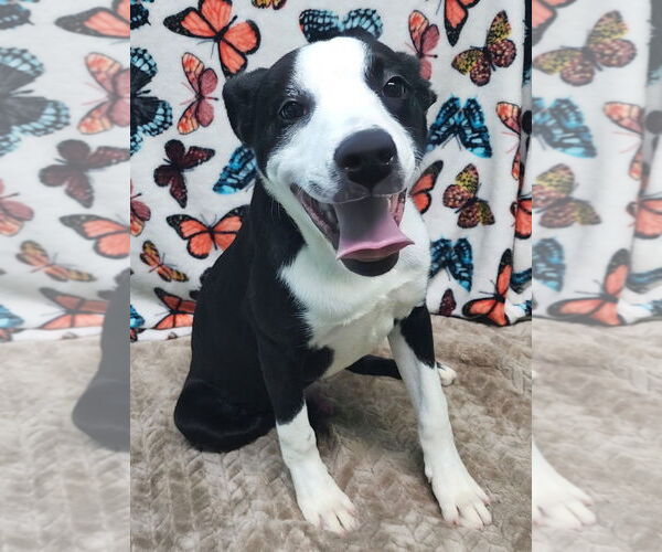 Medium Photo #1 Mutt Puppy For Sale in Wetumpka, AL, USA