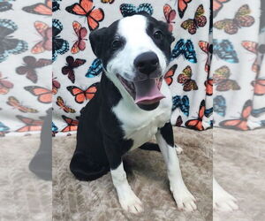 Mutt Dogs for adoption in Wetumpka, AL, USA