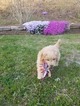 Small Photo #8 Goldendoodle (Miniature) Puppy For Sale in LENOIR, NC, USA