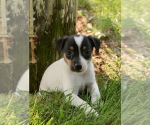 Jack-Rat Terrier Puppy for sale in GOSHEN, IN, USA