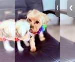 Small Photo #1 Yorkshire Terrier Puppy For Sale in CONVERSE, TX, USA