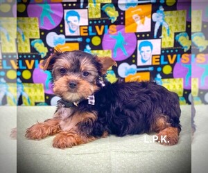 Yorkshire Terrier Puppy for sale in WINNSBORO, LA, USA