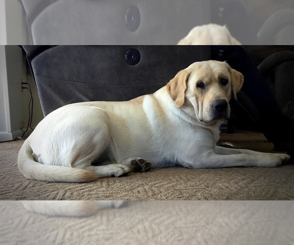 Medium Photo #1 Labrador Retriever Puppy For Sale in CAPON BRIDGE, WV, USA