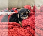 Image preview for Ad Listing. Nickname: Litter of 4