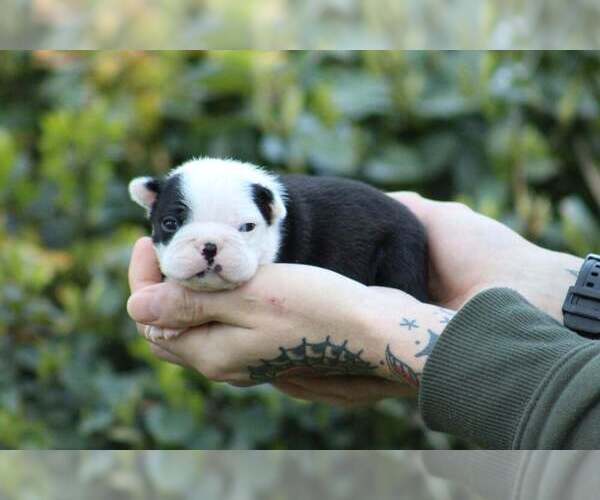 Medium Photo #1 Boston Terrier Puppy For Sale in PUYALLUP, WA, USA