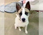 Small #7 Akita Mix