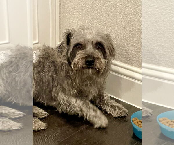 Medium Photo #5 Toxirn Puppy For Sale in McKinney, TX, USA