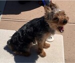 Small Photo #4 Yorkshire Terrier Puppy For Sale in CORRALES, NM, USA