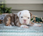 Small #1 Beabull
