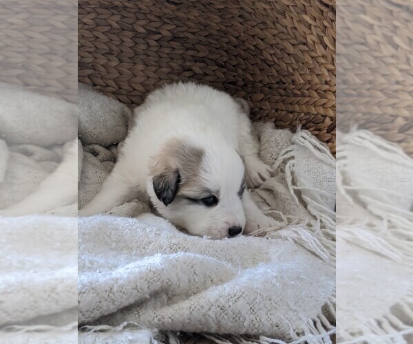 Medium Photo #50 Great Pyrenees Puppy For Sale in FALCON, CO, USA
