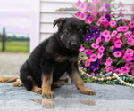 Small Photo #15 German Shepherd Dog Puppy For Sale in GRABILL, IN, USA