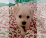 Small #1 Mutt