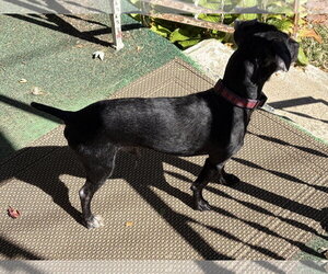 Bobby: Miracle Boy! - Male Mutt Dog for Adoption - Photo #8