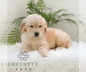 Golden Retriever Puppy for sale in NEWPORT, PA, USA
