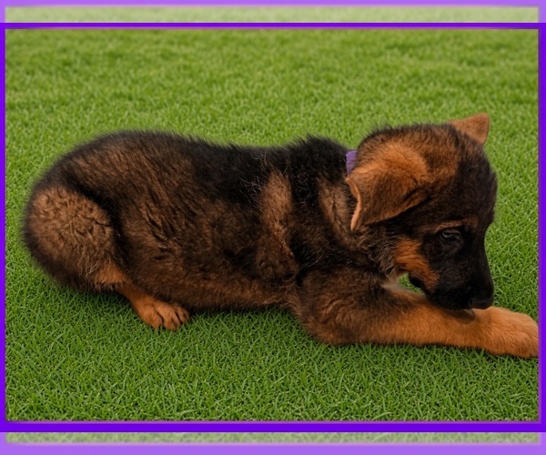 Medium Photo #2 German Shepherd Dog Puppy For Sale in NAPLES, FL, USA