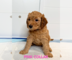 Small #5 Goldendoodle