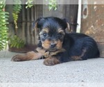 Small Photo #31 Yorkshire Terrier Puppy For Sale in MANES, MO, USA