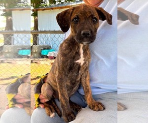 Boxer-Retriever  Mix Dogs for adoption in Rustburg, VA, USA
