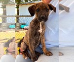 Small Boxer-Retriever  Mix