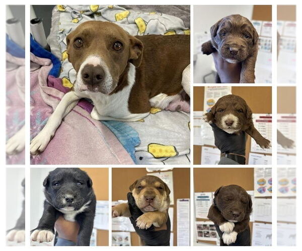 Medium Photo #2 Mutt Puppy For Sale in Pacifica, CA, USA