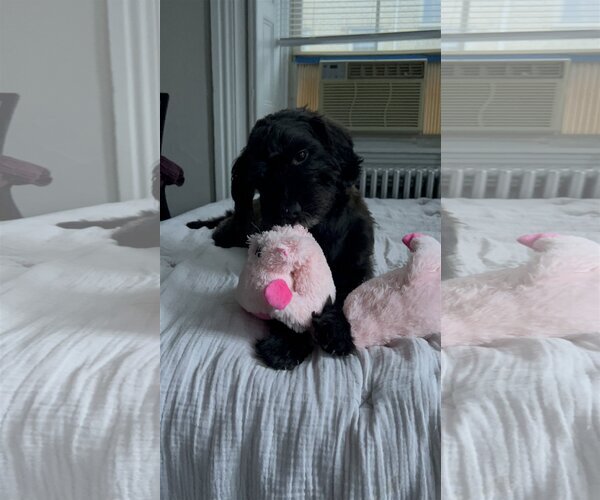 Medium Photo #14 Mutt Puppy For Sale in Philadelphia, PA, USA