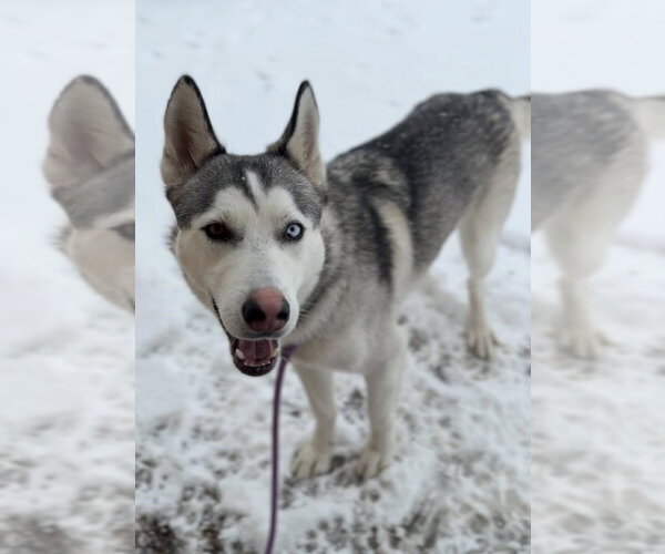 Medium Photo #3 Siberian Husky-Unknown Mix Puppy For Sale in Bemidji, MN, USA