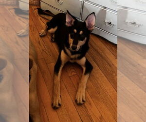 Mutt Dogs for adoption in Mt. Laurel, NJ, USA