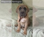 Puppy Remington Cane Corso