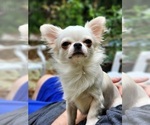 Small Photo #1 Chihuahua Puppy For Sale in JACKSONVILLE, FL, USA